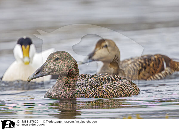 common eider ducks / MBS-27829