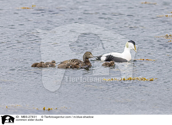 common eider ducks / MBS-27831