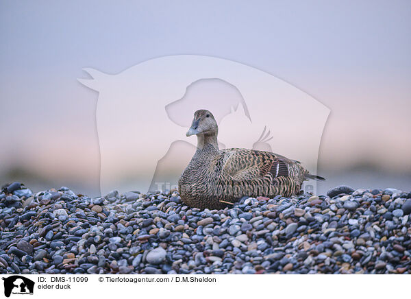 Eiderente / eider duck / DMS-11099