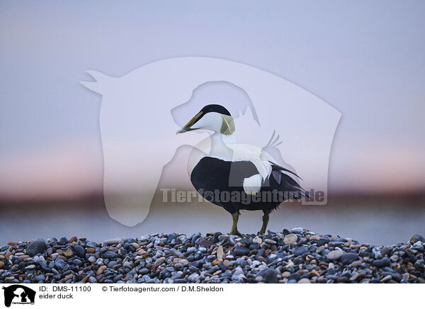Eiderente / eider duck / DMS-11100