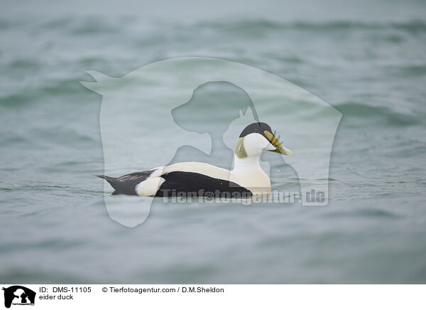 Eiderente / eider duck / DMS-11105
