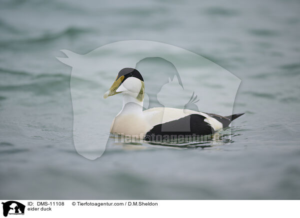 Eiderente / eider duck / DMS-11108