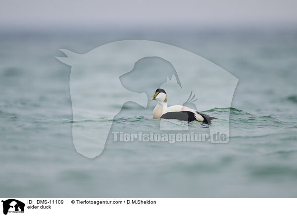 Eiderente / eider duck / DMS-11109