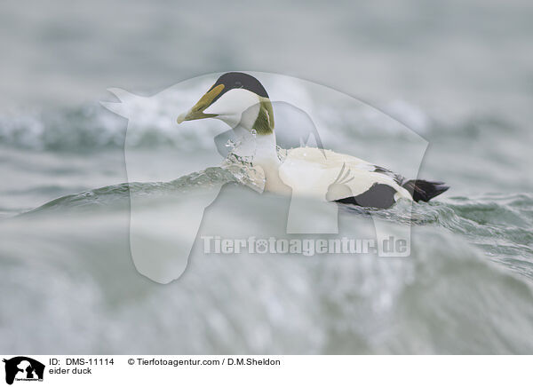 Eiderente / eider duck / DMS-11114