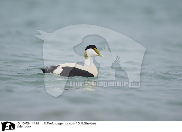 Eiderente / eider duck / DMS-11119