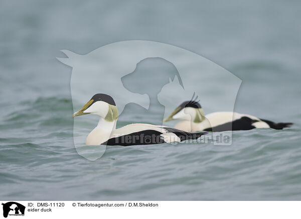 Eiderente / eider duck / DMS-11120