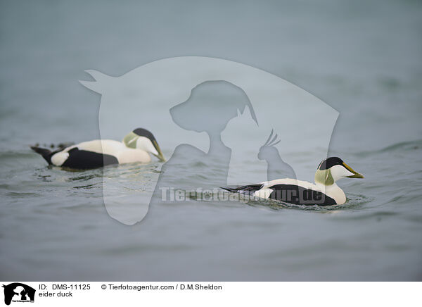 Eiderente / eider duck / DMS-11125