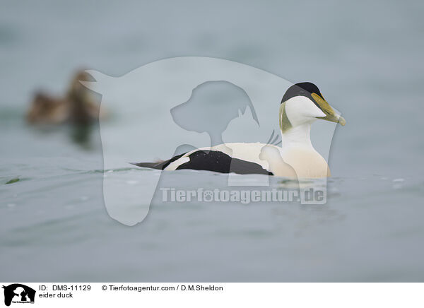 Eiderente / eider duck / DMS-11129