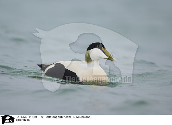 Eiderente / eider duck / DMS-11130