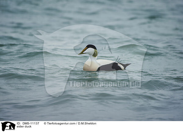 Eiderente / eider duck / DMS-11137