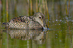 Common Eider