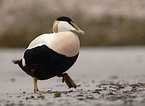 male Common Eider