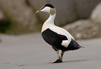 male Common Eider