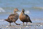 female Common Eider