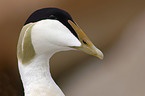 male Common Eider