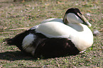 eider duck