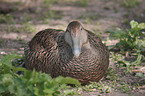 eider duck