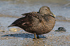 common eider duck