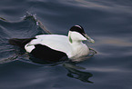 common eider duck
