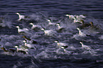 common eider ducks