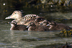 common eider ducks