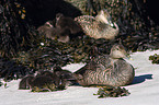 common eider ducks