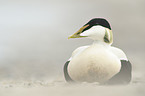 common eider duck