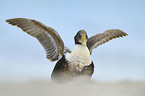 common eider duck