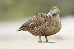 common eider duck