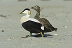 common eider ducks