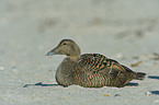 common eider duck