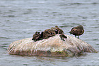 common eider ducks