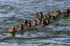 young common eider ducks