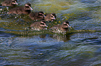 young common eider ducks