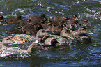 common eider ducks