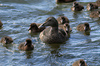 common eider ducks