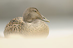 common eider duck