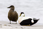 common eider ducks