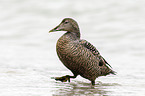 common eider duck