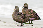 common eider ducks