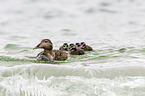 common eider ducks