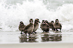 common eider ducks