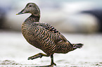 common eider duck