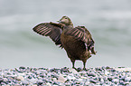 common eider duck