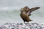 common eider duck