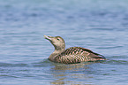 common eider duck