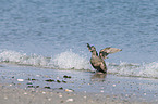 common eider duck