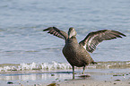 common eider duck