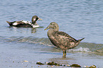 common eider duck