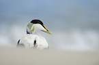 common eider duck